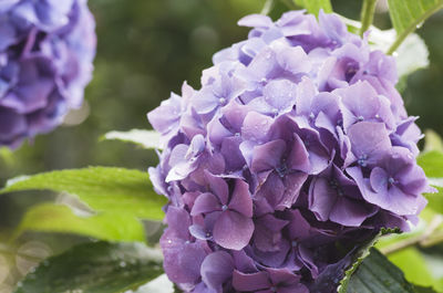 Close-up of purple hydrangea blooming outdoors