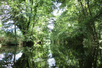 Reflection of trees in lake