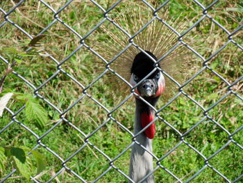 Portrait of bird in fence