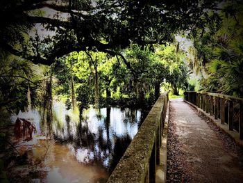 Trees by water