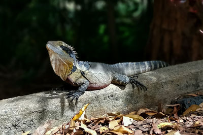 Close-up of lizard on log