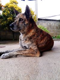 Close-up of dog sitting on tree