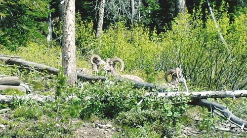 View of an animal on land