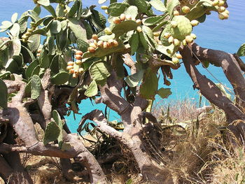 Close-up of plants against the sky