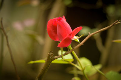 Close-up of pink flowering plant