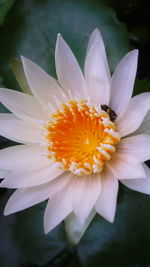 Close-up of white flower