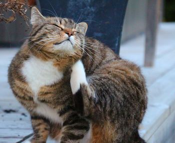 Close-up of a cat with eyes closed