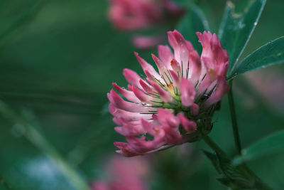 Close-up of pink flower