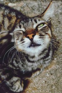 Close-up portrait of a cat
