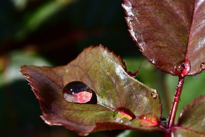 Close-up of raindrops on leaves during autumn