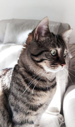 Close-up of a gray tabby cat at home
