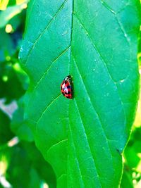 Close-up of ladybug on leaf