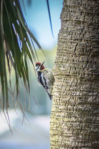 Close-up of a bird on tree trunk