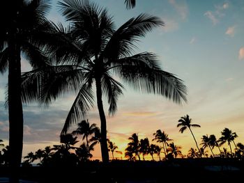 Low angle view of palm trees against sky