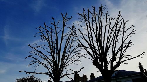 Close-up of silhouette tree against sky at night