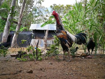 Rooster on field