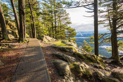 Forest landscape with pathway overlooking a valley at mount erie in anacortes, washington