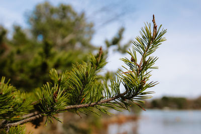 Close-up of plant