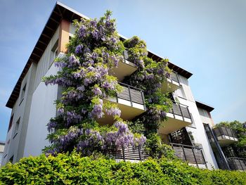 Low angle view of flowering plant by building against sky