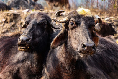 Close-up portrait of sheep