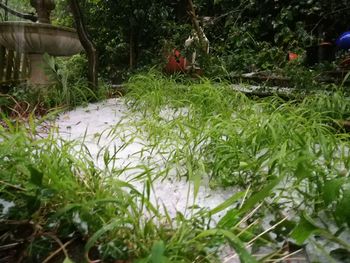 Plants growing in backyard