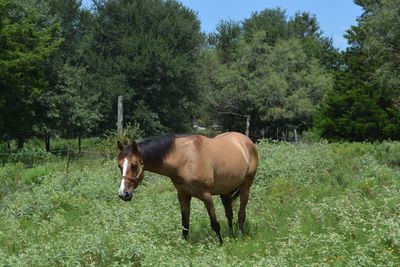 Horse standing on field