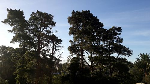 Low angle view of trees against sky