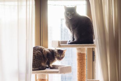 Cat sitting on window sill at home