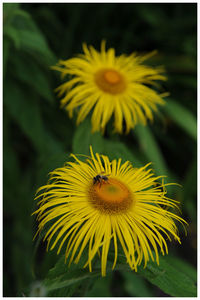 Close-up of sunflower
