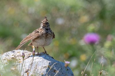 Close-up of bird perching on rock