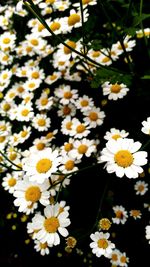 Close-up of flowers blooming outdoors