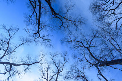 Low angle view of bare trees against blue sky