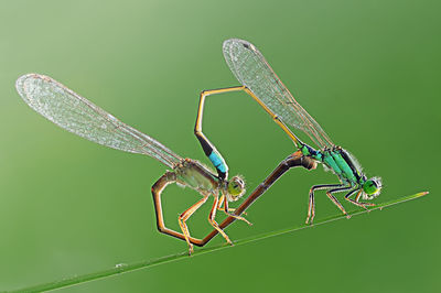 Close-up of insect