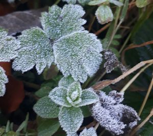 Close-up of frozen plant during winter