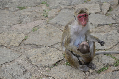 Monkey with her baby