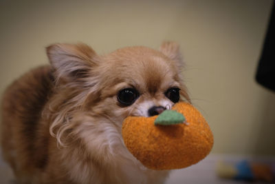 Close-up of a dog at home