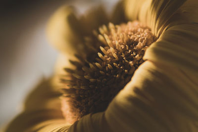 Close-up of sunflower