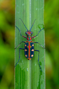 Close-up of insect on leaf