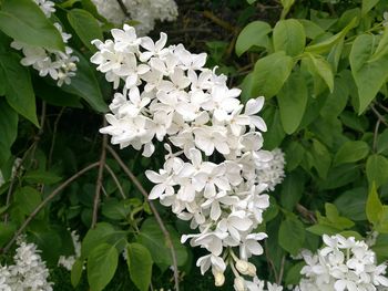 Close-up of white flowers blooming outdoors