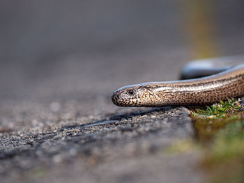 Close-up of lizard on rock