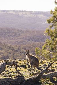 High angle view of kangaroo on land