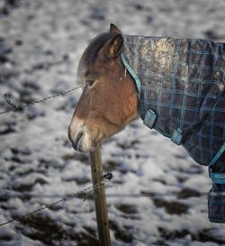 The gotlands russet is a swedish horse breed of pony type originating on gotland