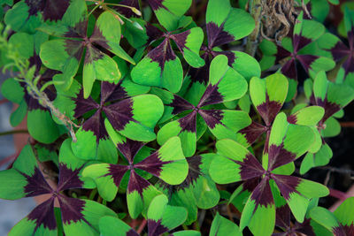 Full frame shot of green leaves