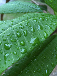 Close-up of wet plant leaves during rainy season