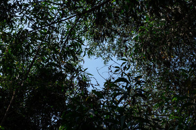 Low angle view of trees