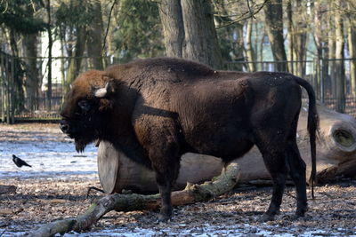 European bison standing on field
