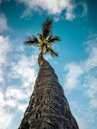 Low angle view of palm tree against sky
by willams harking