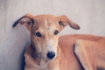 Close-up portrait of stray dog