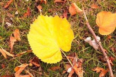 High angle view of yellow flower