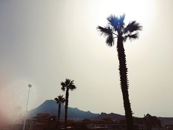 Low angle view of palm trees against clear sky